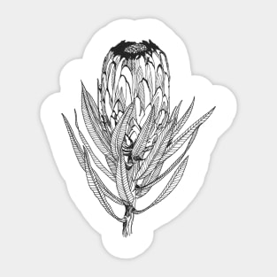 Protea scientific nature black ink pen drawing illustration Sticker